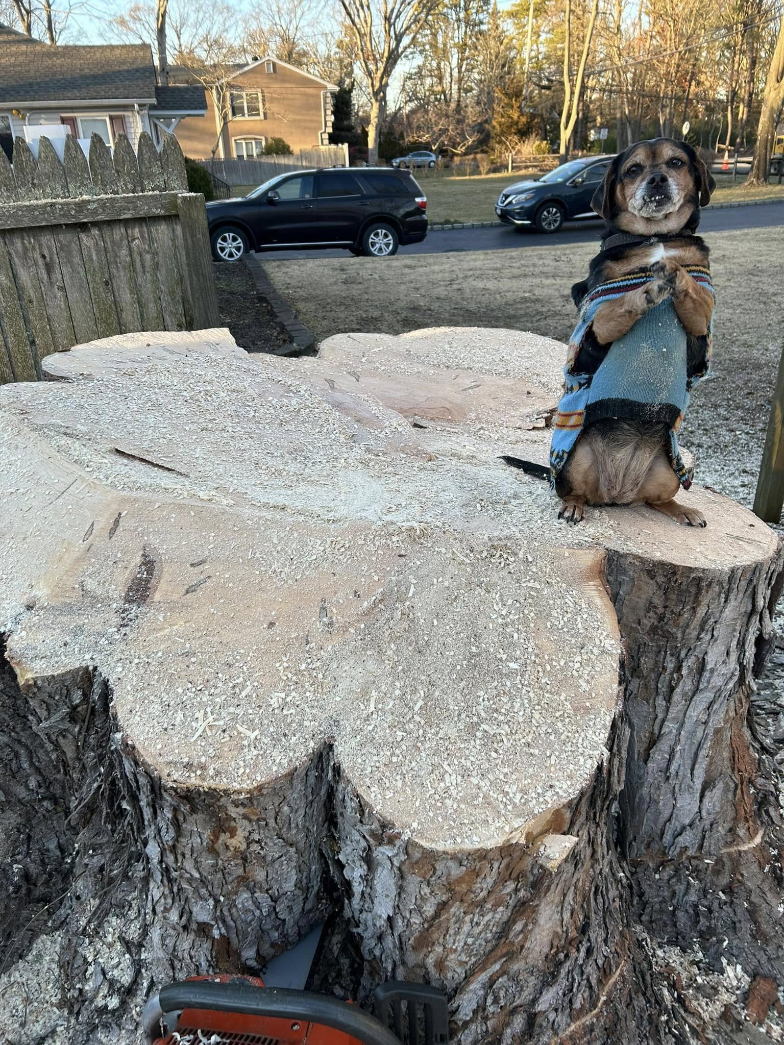 Capri sitting upright on her hind legs with paws together on a giant freshly cut oak stump