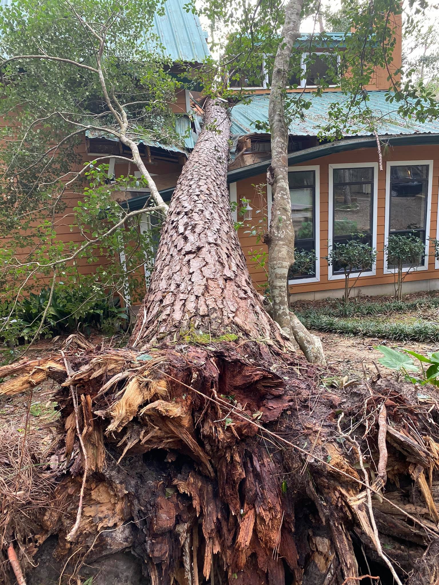 Massive Uprooted Pine Rootball and Wind-Throw Extraction