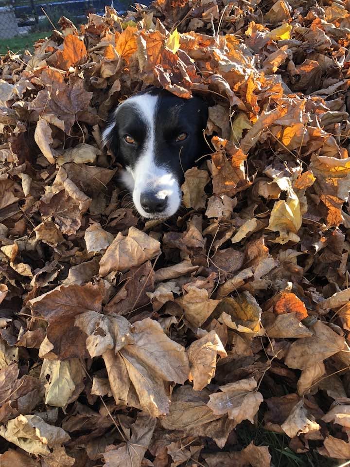 Willow peeking out of a deep pile of golden autumn leaves
